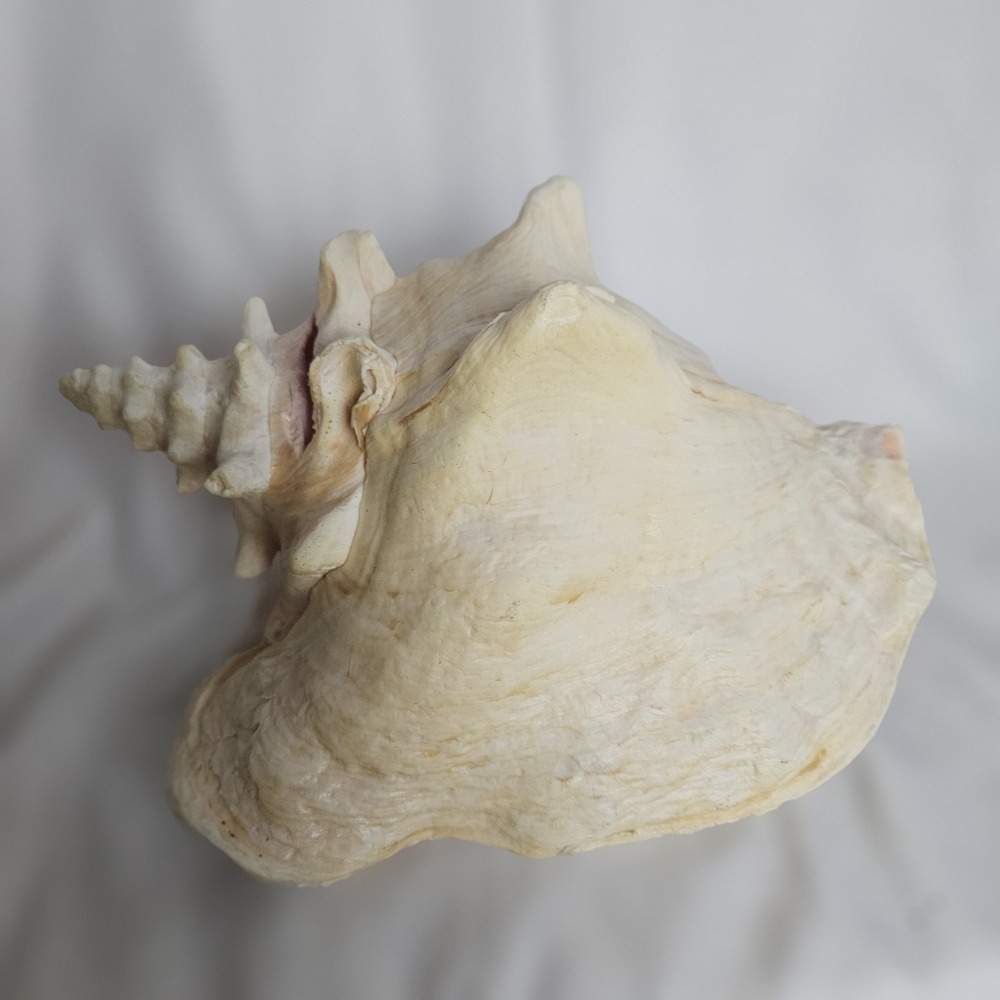 Large Queen Conch Sea Shell Decorative Pink Nautical Home Decor 7in X 5in